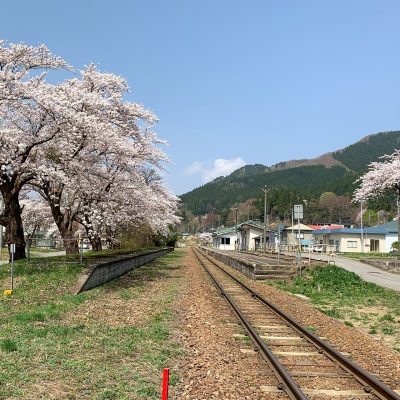 湯瀬温泉駅の桜が見頃を迎えています
